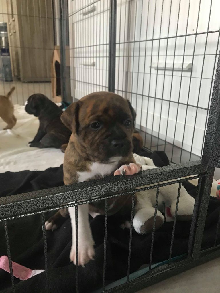 Les chiots 4 semaines (Portée P)