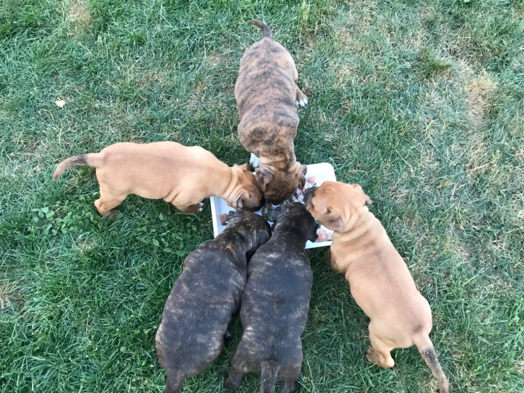 Les chiots 5 semaines (Portée P)