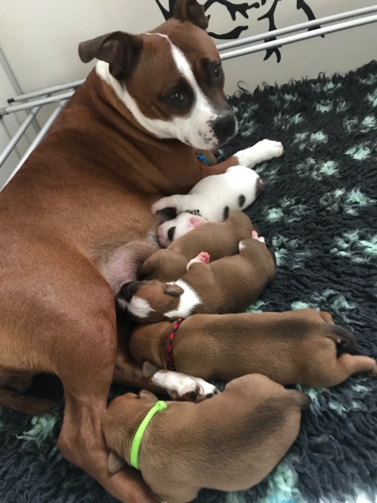 Les chiots portee r de 0 a 1 semaine