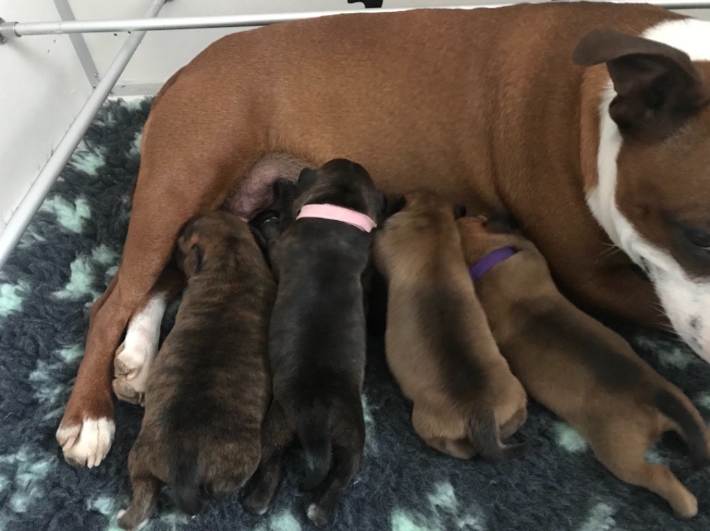 Les chiots 1 semaine (Portée P)