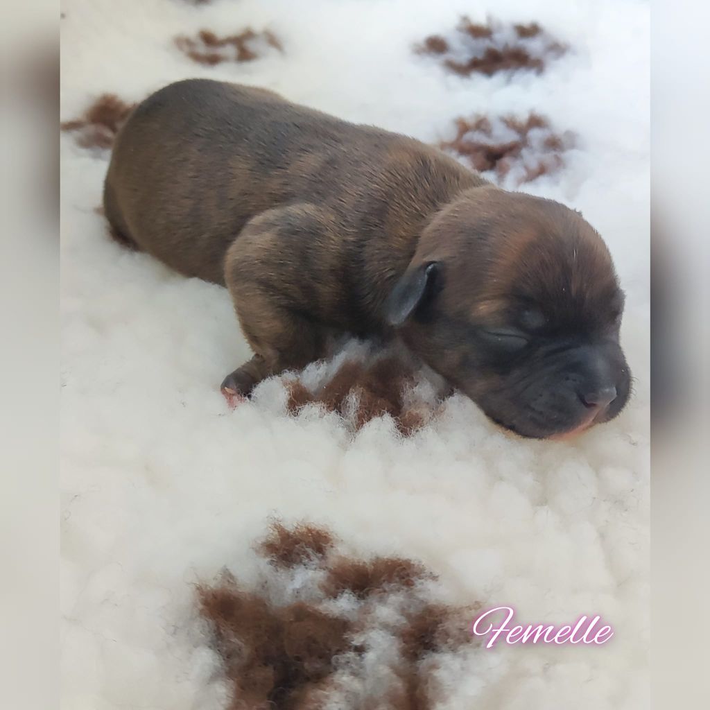 Les chiots Portée T (Pink)