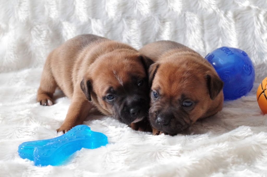 Les chiots 3 semaines (Portée P)