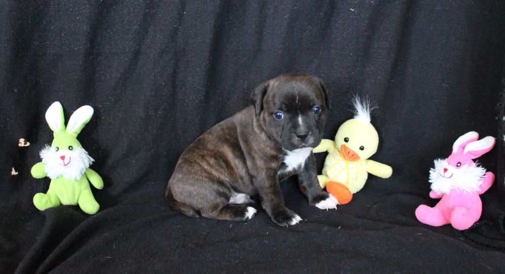 Les chiots T 4 semaines