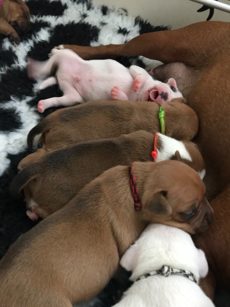 Les chiots portée r de 1 semaine a 15 jours