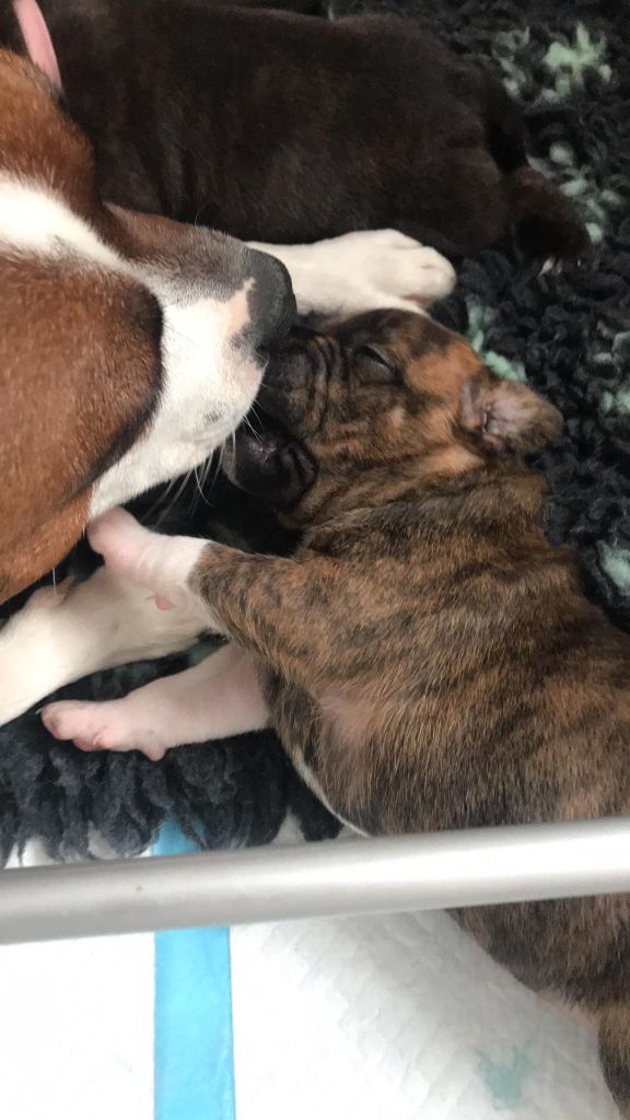 Les chiots 2 semaines (Portée P)