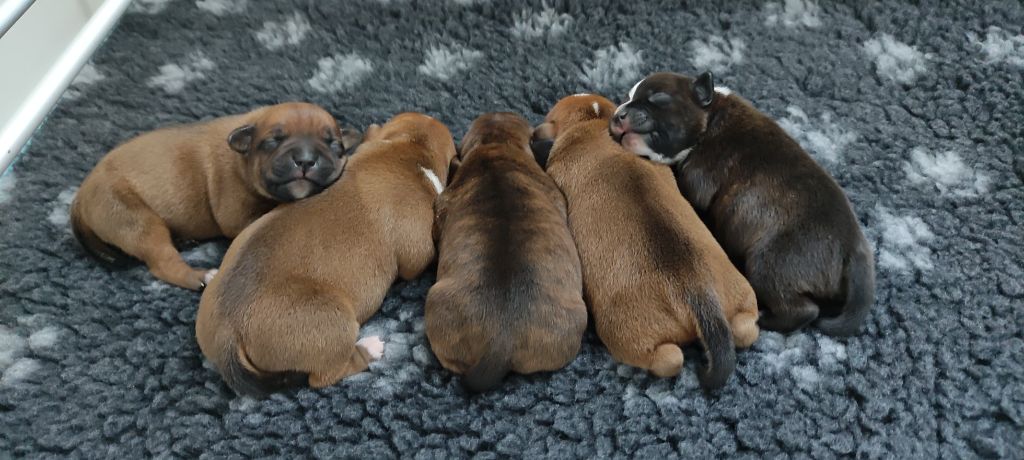 Of The War Lords - Staffordshire Bull Terrier - Portée née le 20/03/2022