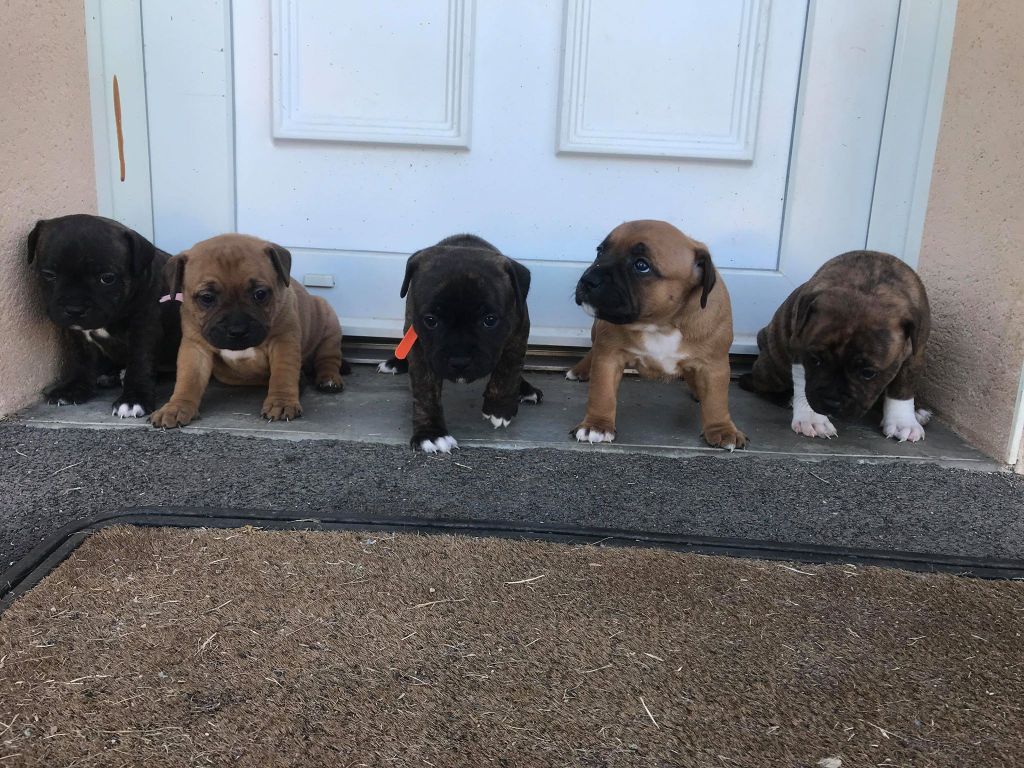Of The War Lords - Staffordshire Bull Terrier - Portée née le 28/05/2019